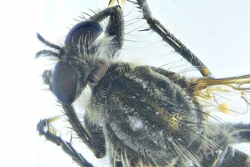Eutolmus rufibarbis